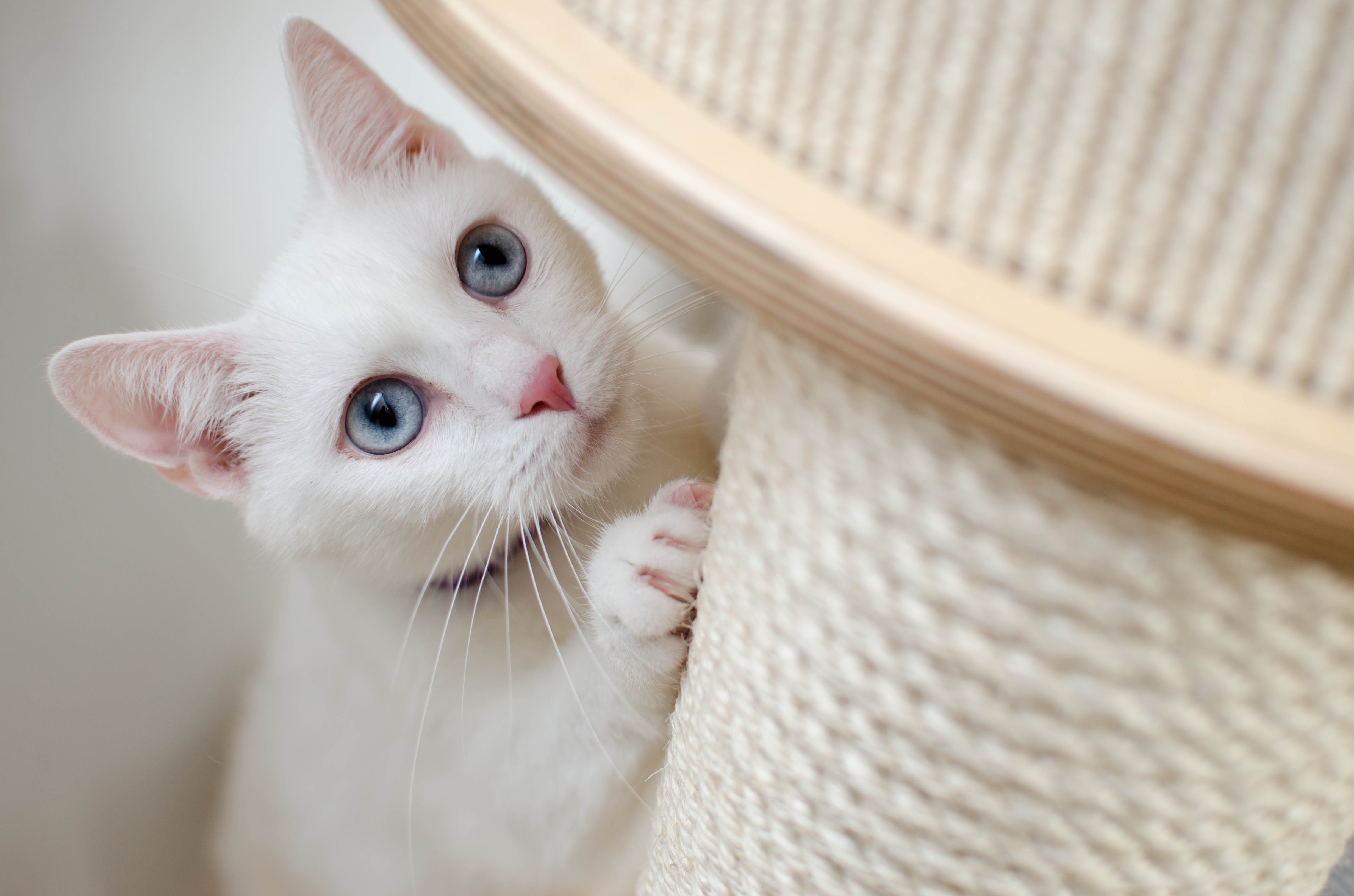 Kitten