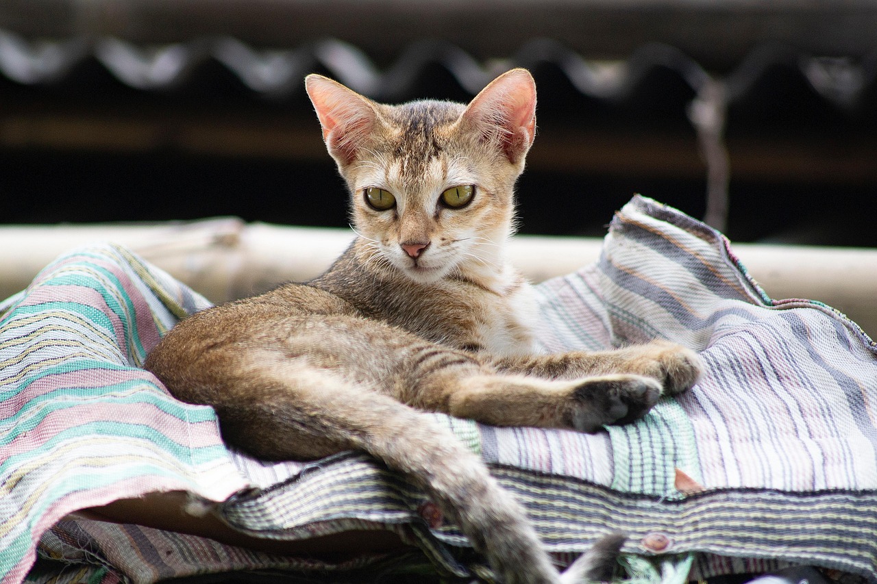 testing cat