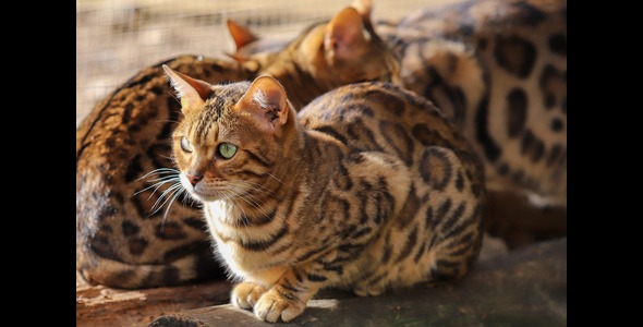 test cat 2